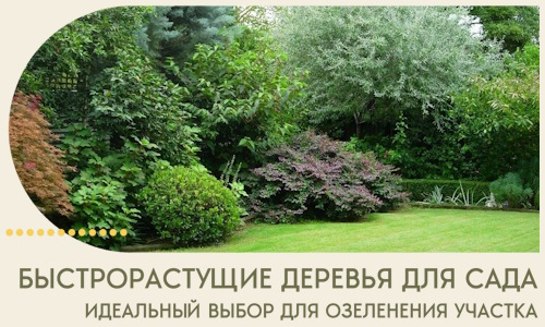 Быстрорастущие деревья для сада идеальный выбор в Бузулуке