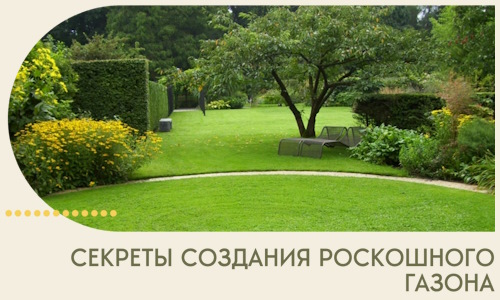 Секреты создания роскошного газона в Бузулуке